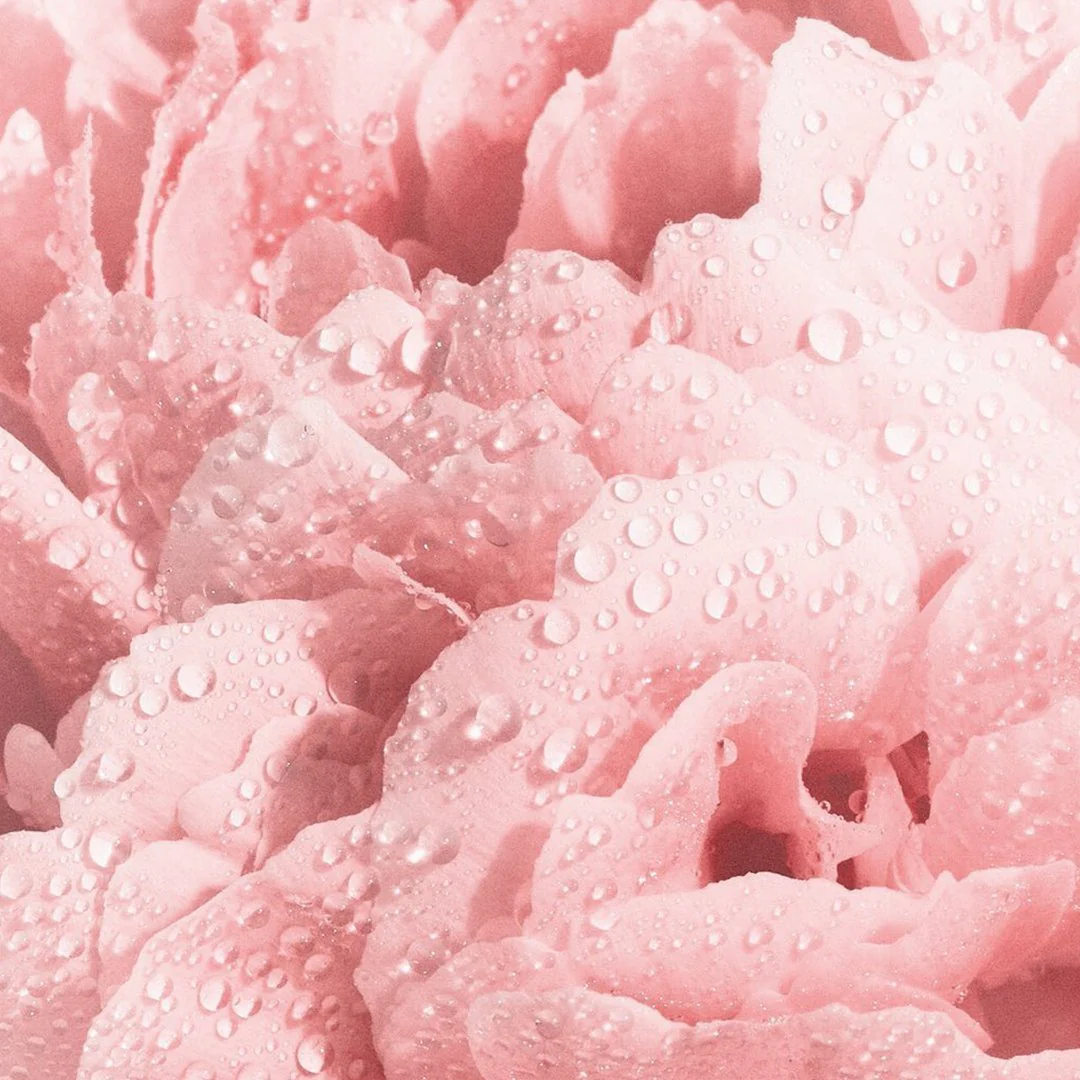 Dior Miss Dior EDT - Image 8